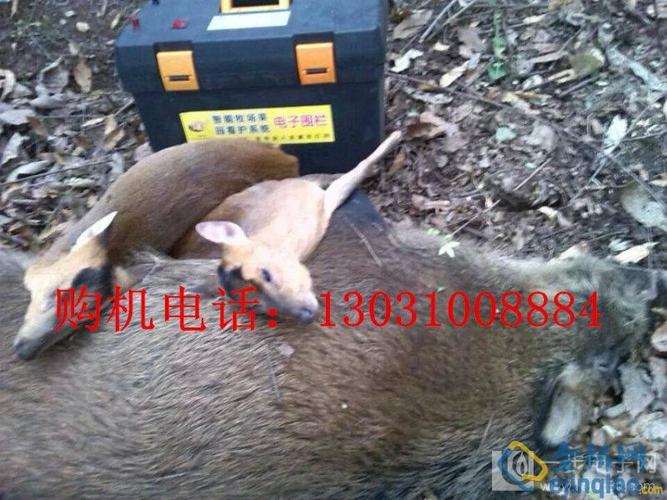 重庆野猪捕捉器野猪捕猎机电野猪机