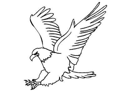 简笔画老鹰的画法视频