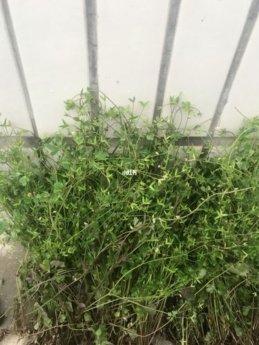 听说这个是千年老鼠屎?_中草药_医疗健康_医疗药品