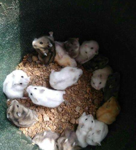 供求 出售                       临沂""仓鼠养殖基地,保证一手货源