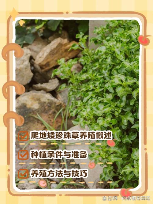 爬地矮珍珠草的养殖方法和注意事项
