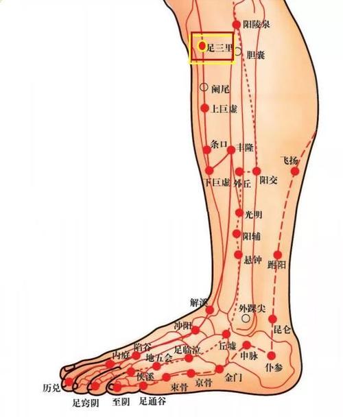 在小腿外侧,犊鼻下