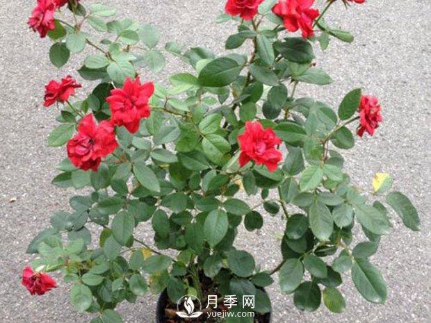 首页 丰花月季 莫海姆月季/曼海姆月季    品种推荐:莫海姆是国内绿化