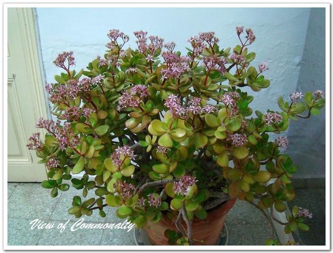 院子里的燕子掌有两个品种,其花型花色相同,唯叶片形