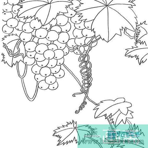 小学二年级奇特葡萄简笔画