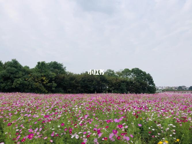 秋色_别桥原乡花海自由行热门攻略_旅游_秋天去哪玩_花海_出行_传统