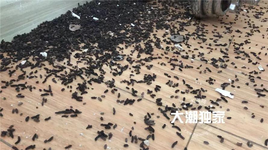 拆不下来 在抖动空调的时候 有大量黑色的"蝙蝠屎" 掉落下来!