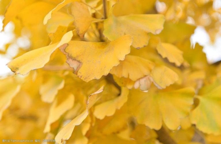 银杏叶金色秋天图片