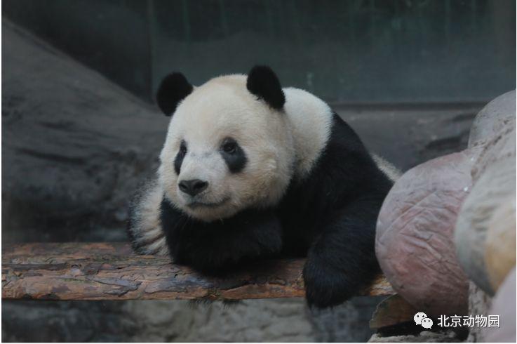 线上动物园它们叫小熊猫它们是一群圆滚滚
