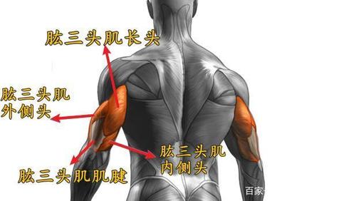 肱三头肌解剖示意图
