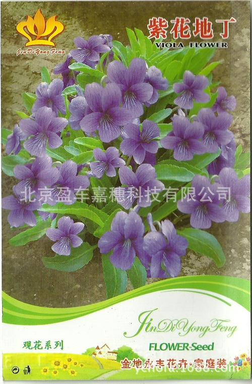 彩包种子【紫花地丁】200元包邮阳台庭院种子 花卉 蔬果 中草药