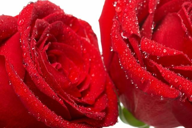 玫瑰露的功效和作用,30岁以后的女性一定不要错过