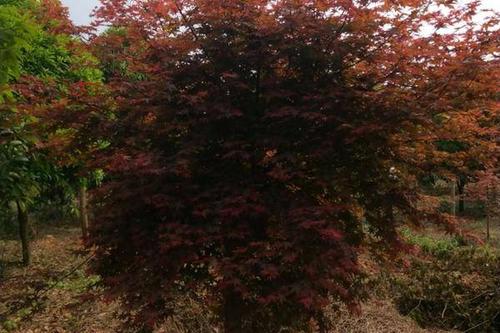 0/棵 日本红枫 红枫品种齐全,质量有保障,一首货源,任老板选购