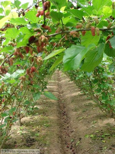 鸡爪树是不是桑树