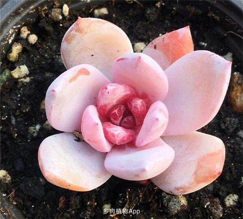 少见品种.(转载自多肉联萌)