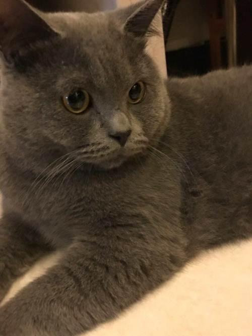 英短蓝猫对外借配