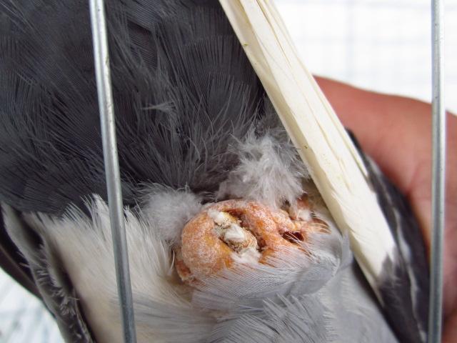 我的鸽子怎么了,是雄鸽