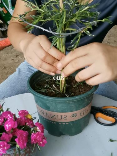 来给太阳花做个棒棒糖造型吧_莫陈攻略_太阳花_家居家装_家居装饰