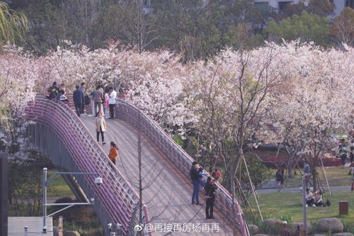又是一年三月半,早樱落尽晚樱红, 宁波樱花公园已经人满为患, 看着这