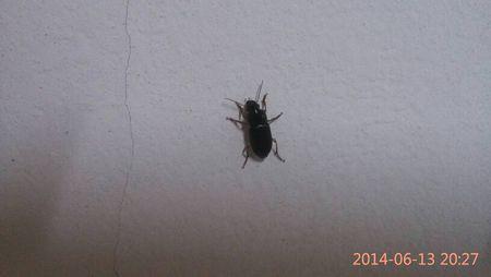 今天发现房间进来了好多这种虫子,请问下这是什么东西