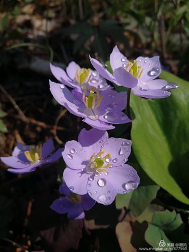 猪牙花知识科普,教你轻松识别猪牙花