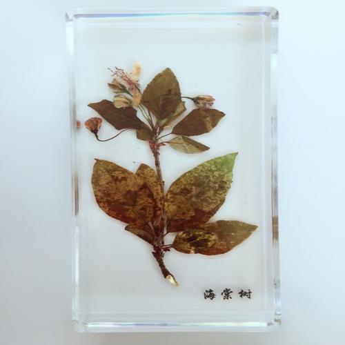 创意树脂工艺品厂家直销标本教学琥珀工艺品海棠树外形植物标本