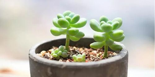 多肉植物天使之泪怎么养 天使之泪的养护要点