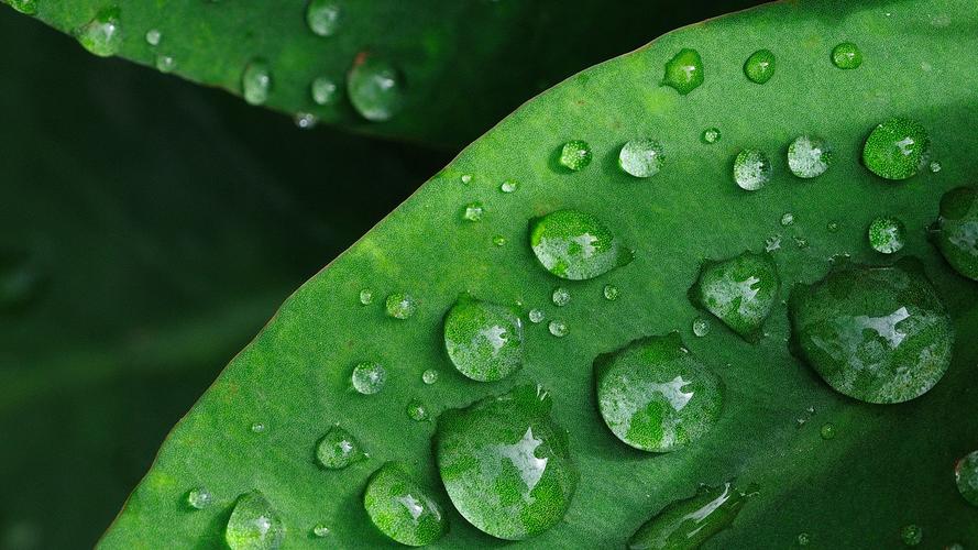 小清新绿色护眼植物壁纸_美丽的自然风景
