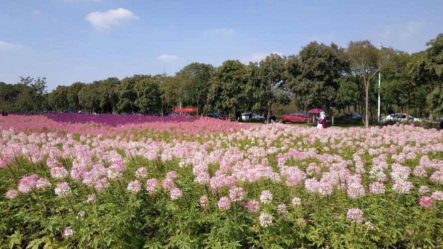 游宛山荡湿地花海