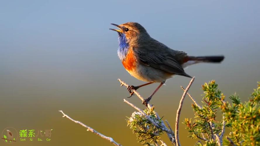 5分钟蓝靛颏鸟叫声欣赏,四大鸣鸟之一,模仿虫鸣是一绝!