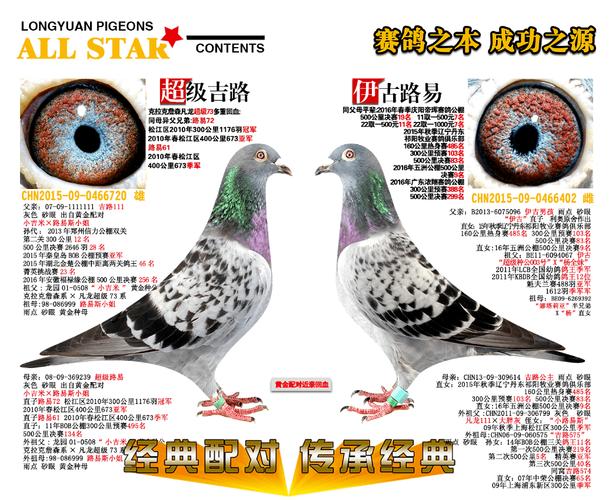 上海龙园鸽业6羽优秀种鸽欣赏拍卖,黄金配对回血,克拉克詹森,超级73