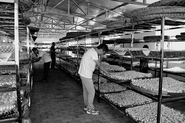 南家峁村养蚕大棚