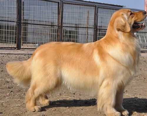成年金毛犬