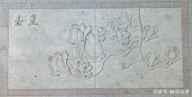 游玩在石家庄,世纪公园这些路面花卉浮雕,不能错过,认识几朵?