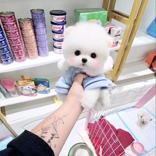 免费无偿领养纯种博美犬活体长不大茶杯犬泰迪俊介小型犬宠物狗狗