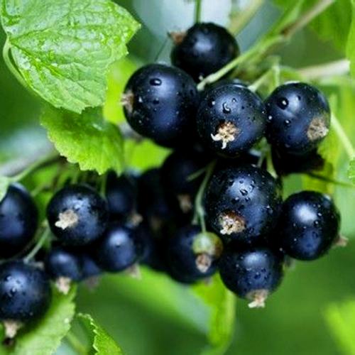 购客黑加仑果树苗紫莓黑加仑苗庭院盆栽种植苗南北方种植当年结果苗木