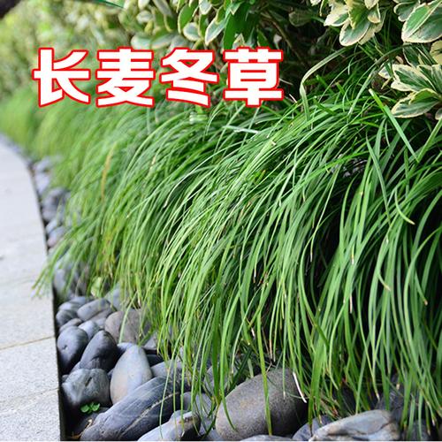 细叶麦冬草小区绿化沿阶书带草正宗日本矮麦冬草苗植物玉龙草长麦冬
