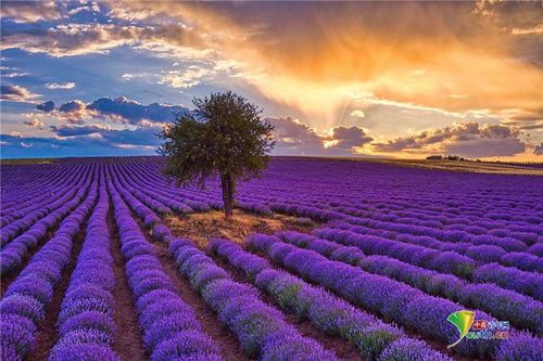日出时分希腊薰衣草花海姹紫嫣红