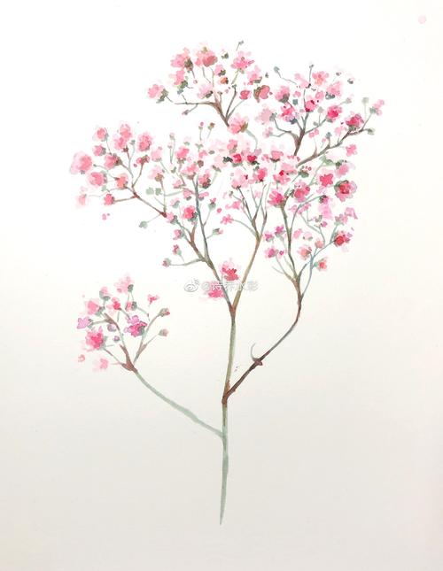 今日份花花—满天星78-诗乔水彩