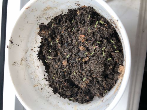 蓝香芥和油菜花——陈逸辰的暑期观察记录