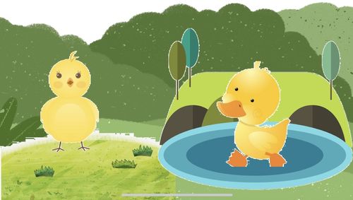 小二班有趣的科学活动《小鸡和小鸭》