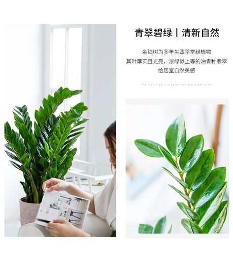 劲胜钱串子花金钱树四季常青钱串子大绿植旺宅发财树客厅办公室盆栽