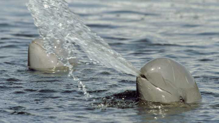 海洋里有哪些有趣的哺乳动物?