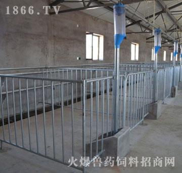 100头猪栏设计图片