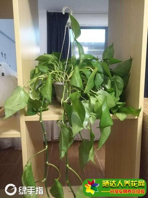 绿萝垂下来破财吗 冰箱上放绿萝的风水好吗 绿萝摆放禁忌