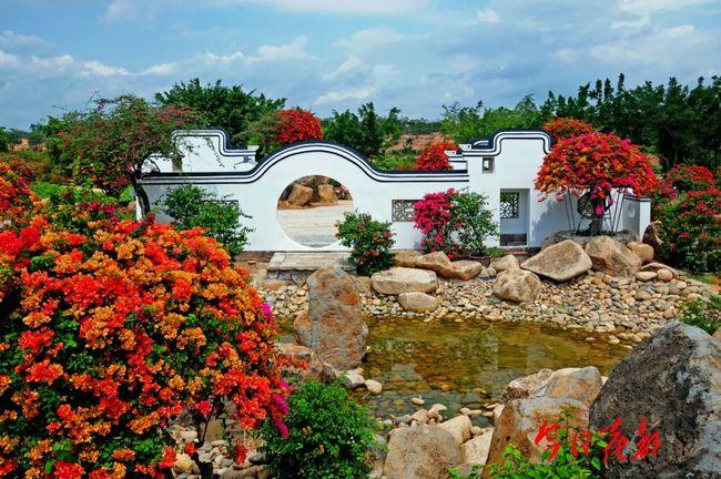 位于狮岭镇的马岭观花植物园 "岭山红"三角梅园内 当下繁花锦簇 一