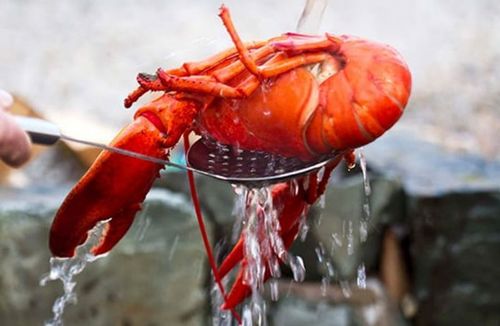 of fundy lobster adventure) 海风,温柔的微风和美味的新斯科舍龙虾