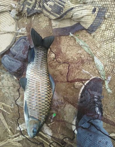 (清波是川渝一带的特有鱼种,体型似草鱼,但是鳞片粗大,嘴上像鲤鱼一