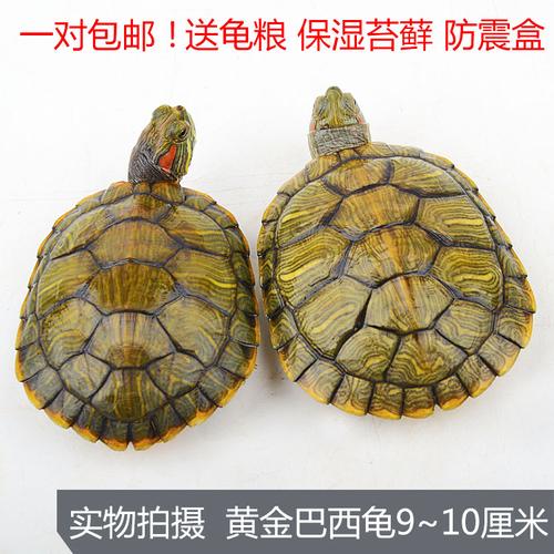 乌龟活体巴西彩龟观赏情侣龟宠物水陆招财龟一对7-9厘米苗包邮