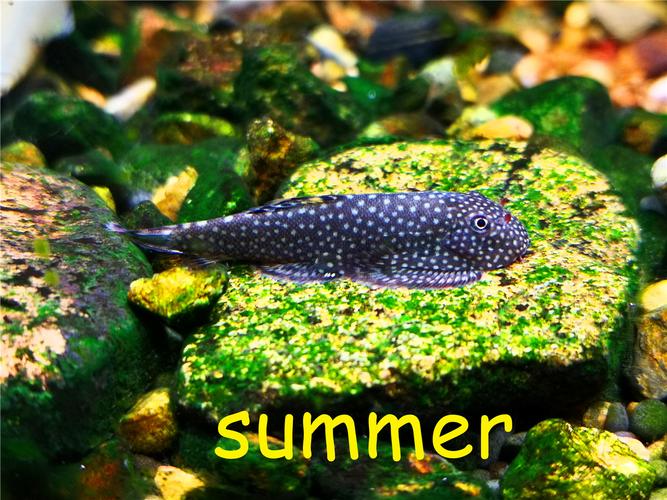 思凡拟腹吸鳅 金线小提琴 金钻吸鳅 原生热带鱼 观赏鱼